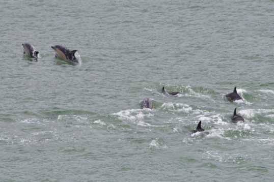 26 June 2021 - 11-12-46
Or follow-my-leaders. Plural.
---------------
Dolphin invasion of the river Dart, Dartmouth